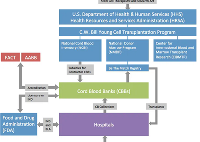透视美国脐血库连续“砸钱”20年“大力出奇迹”（二）